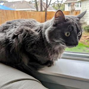 Lost Cat Mishi