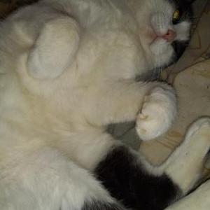 Lost Cat Buddy