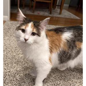 Lost Cat Dottie