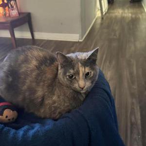 Lost Cat Monkey