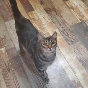 Lost Cat Milo