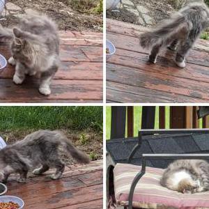 Lost Cat Vivian