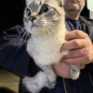 Found Cat Unknown