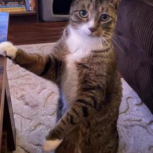 Lost Cat Rav