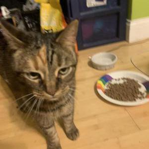 Found Cat Unknown
