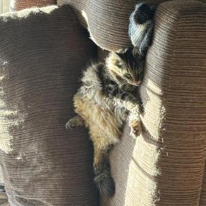 Lost Cat Memphis