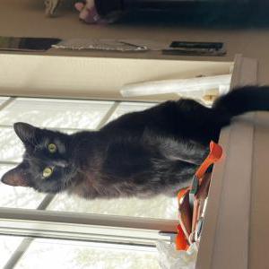 Lost Cat Mort