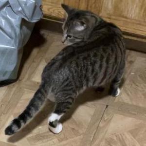 Lost Cat Meow
