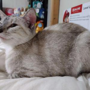 Lost Cat Rug