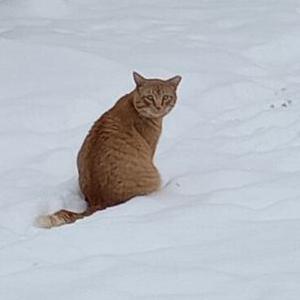 Lost Cat Tim