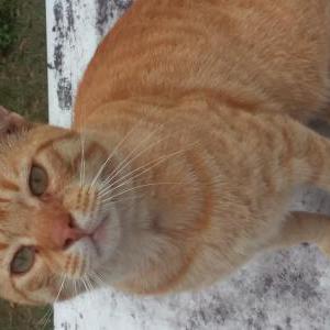 Lost Cat Thor
