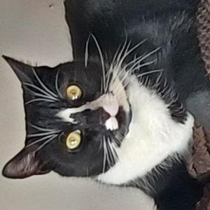 Found Cat Unknown