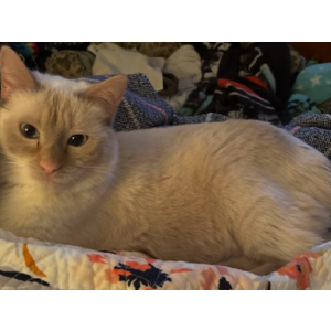 Image of Helios, Lost Cat