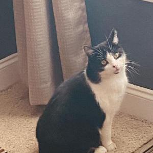 Lost Cat Boots