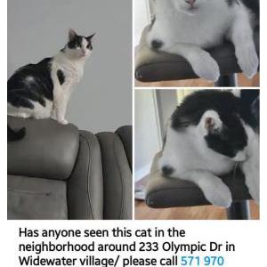 Lost Cat Arlo
