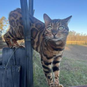 Lost Cat Tom