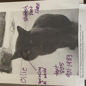 Lost Cat Ollie