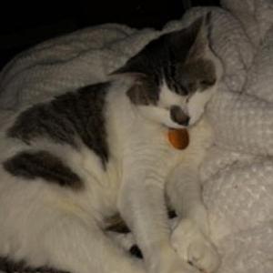 Image of Riley, Lost Cat