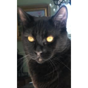 Image of JJ, Lost Cat