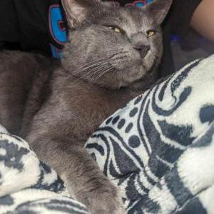 Lost Cat Milo
