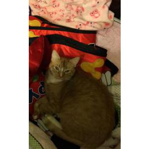 Lost Cat Milo