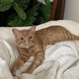 Image of ollie, Lost Cat