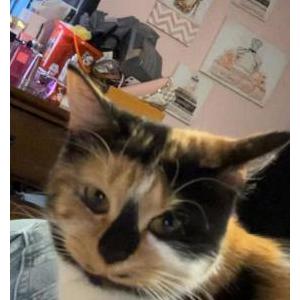 Lost Cat Cookie