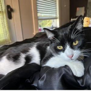 Lost Cat Willy