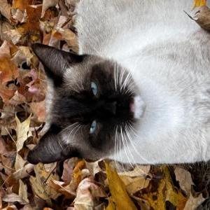 Lost Cat Chester