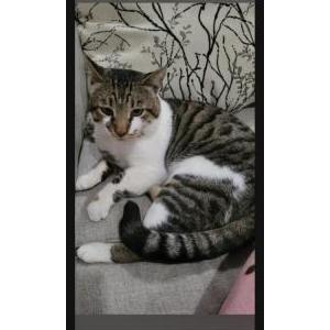 Image of Sofi, Lost Cat