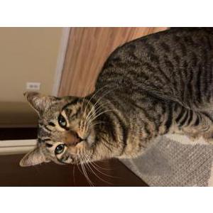 Lost Cat Bolillo