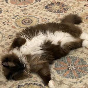 Lost Cat Baxter