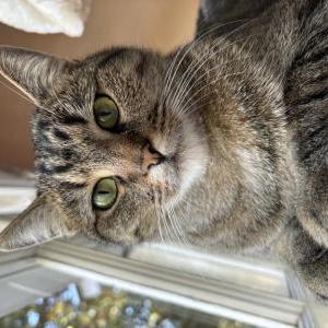 Lost Cat Mia