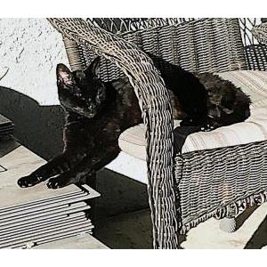 Image of Salzer, Lost Cat