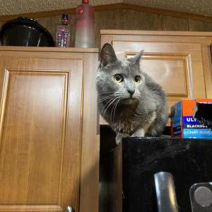 Lost Cat Zoe/Kitty