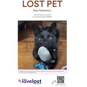 Lost Cat Bear Robertson