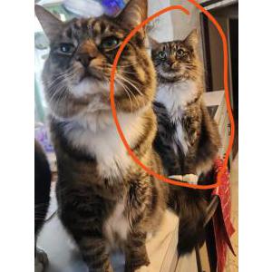 Lehighvalleylive lost sales and found pets