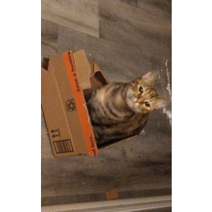 Lost Cat mila