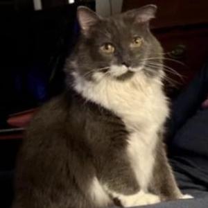 Lost Cat Neo