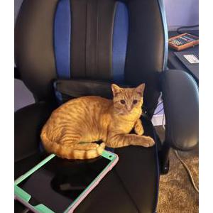 Lost Cat Chester