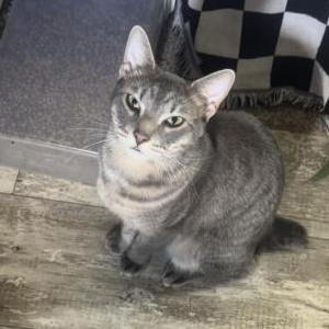 Lost Cat Rocket