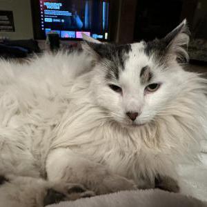 Image of Gavin, Lost Cat