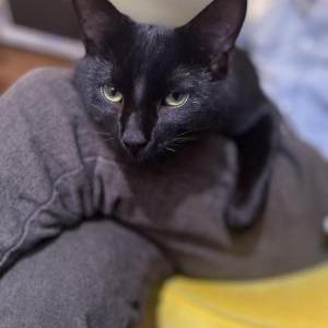 Lost Cat Bruno