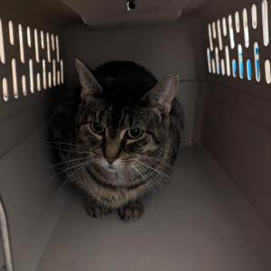Lost Cat Jingle Bells