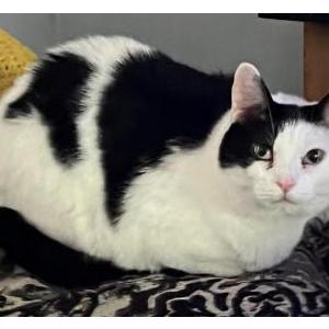 Lost Cat Onyx