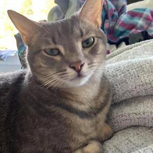 Lost Cat Bob