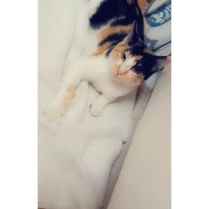 Lost Cat Miracle