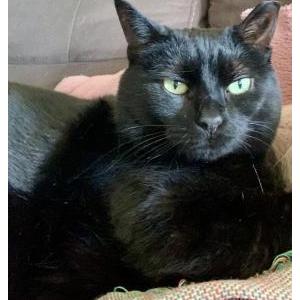 Lost Cat Millie
