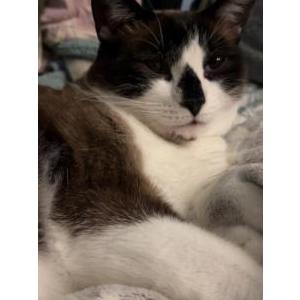 Lost Cat Ryman