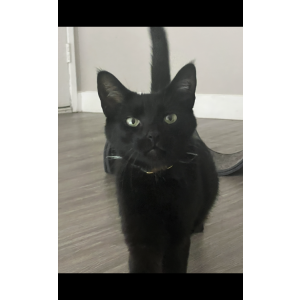 Image of Kilo, Lost Cat